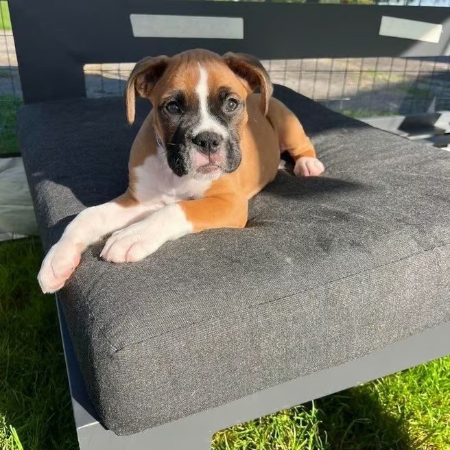 Happy and Healthy AKC Boxer Puppy for Sale 