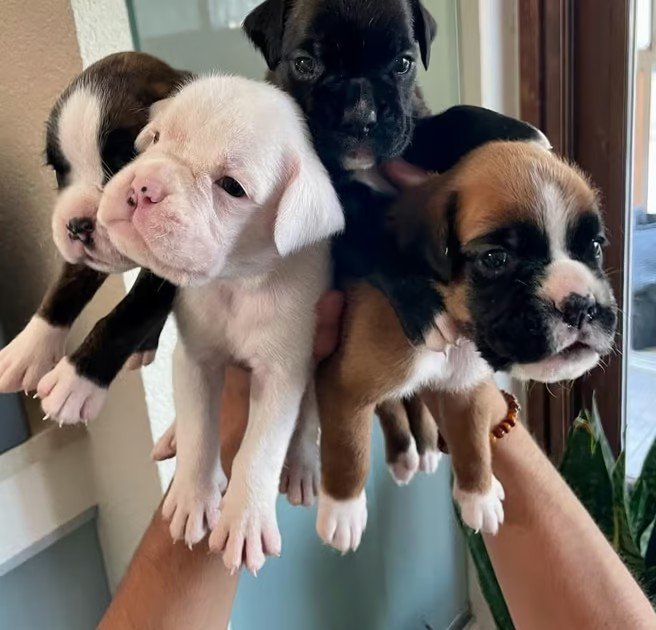 Trusted Boxer Puppy Breeder